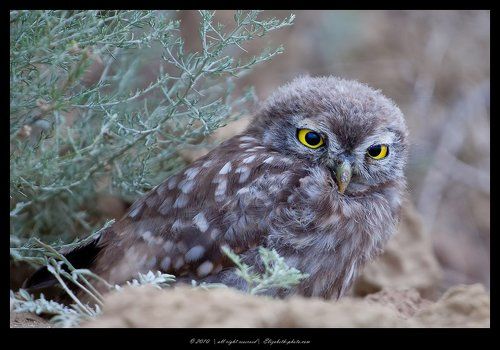 Домовый сыч - Athene noctua