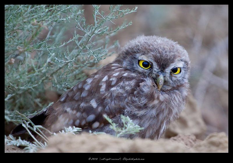 домовый, сыч, athene, noctua, маныч, россия Домовый сыч - Athene noctua фото превью