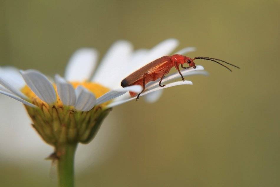 rhagonycha fulva, мягкотелка рыжая, Леонид