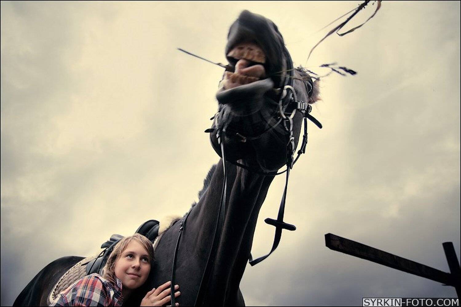 конь, Алексей Сыркин