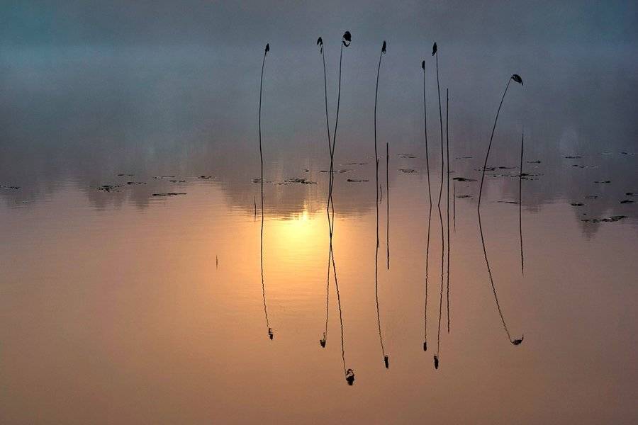 , Rimantas Bikulcius