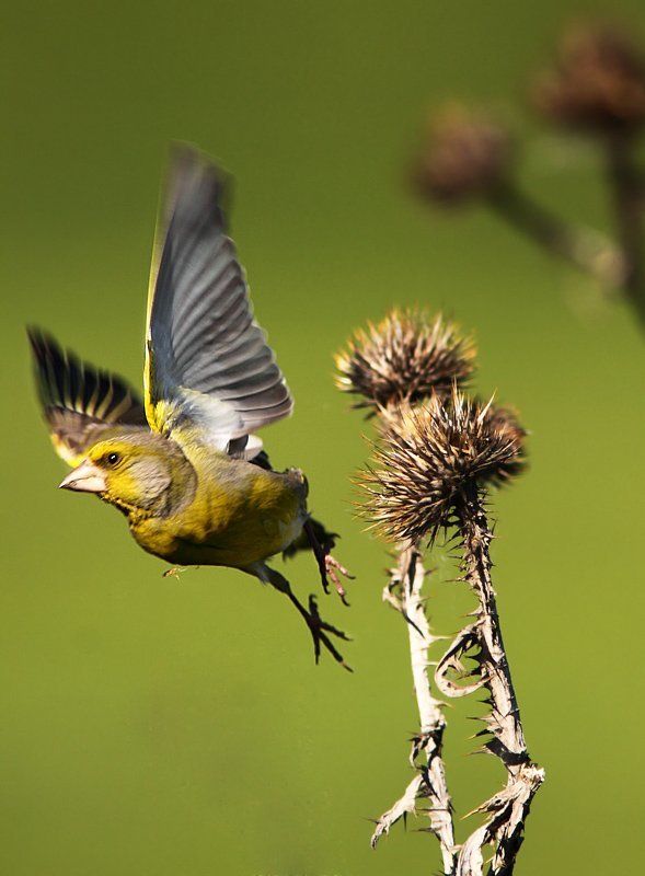 Зеленушка (Старт) фото превью