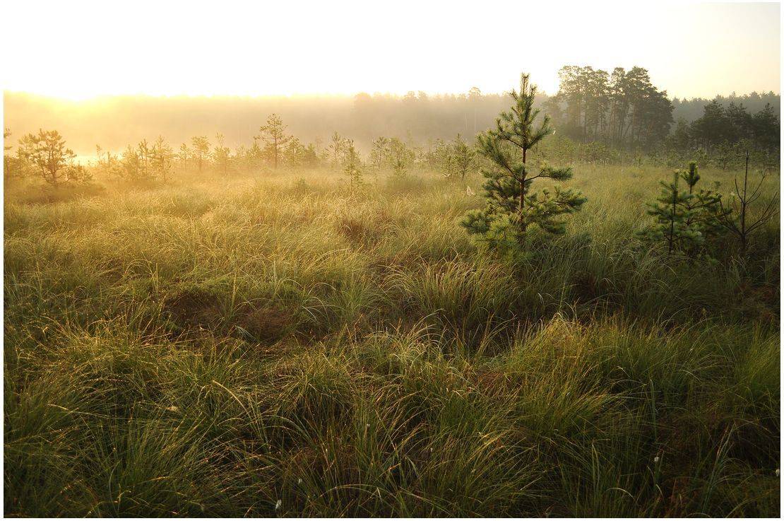 , Володимир Карчевський