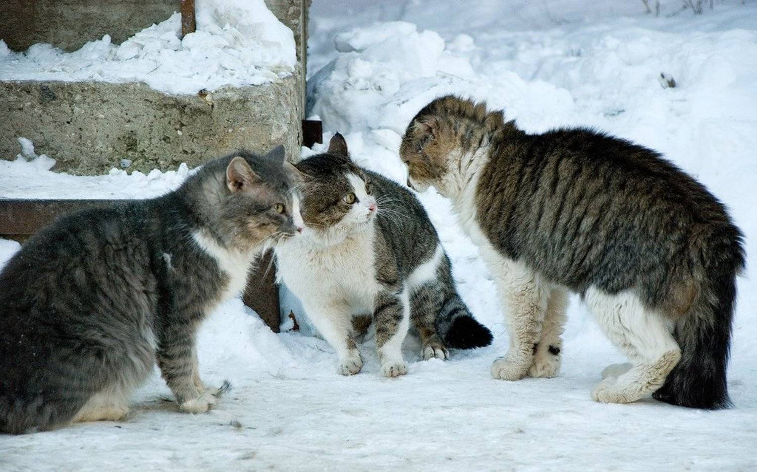 животные, кот, котофото, тарас островский,, Тарас Островский