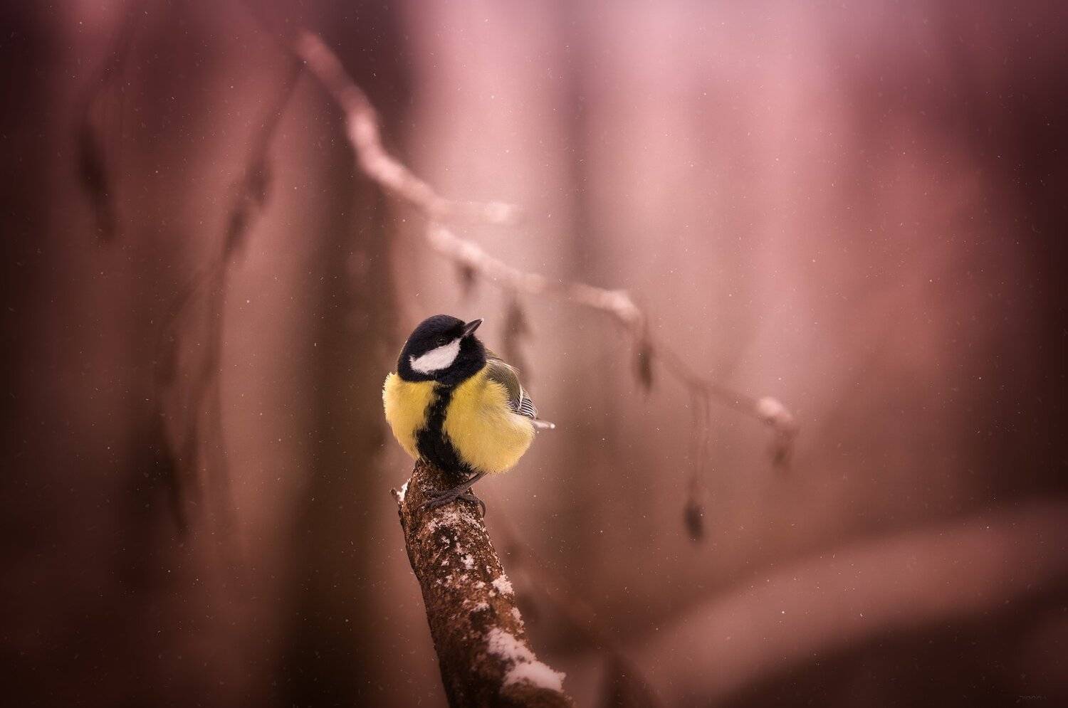 природа, лес, животные, птицы, Дмитрий Посевич