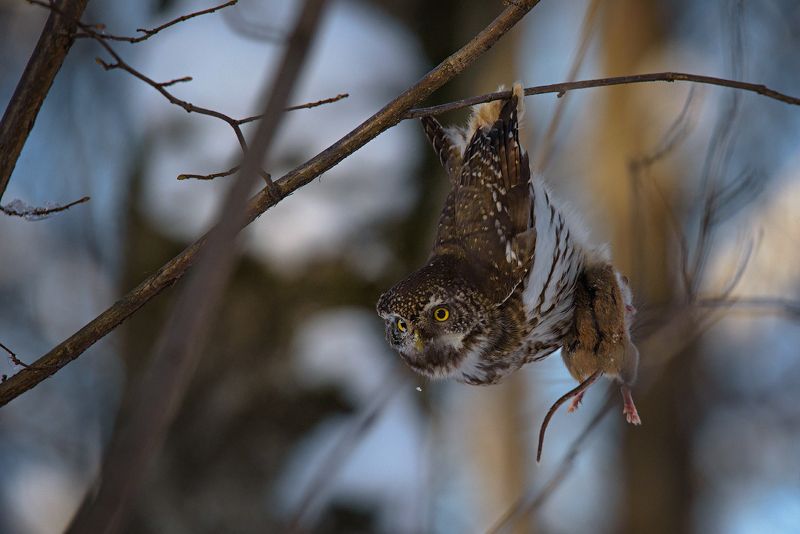 воробьиный сычик, сыч, сычик, охота, мышь, птицы, животные, сова, хищник, owl, bird, wildlife, pygmy owl, hunter, mouse, predator, bird, nature Акробат фото превью