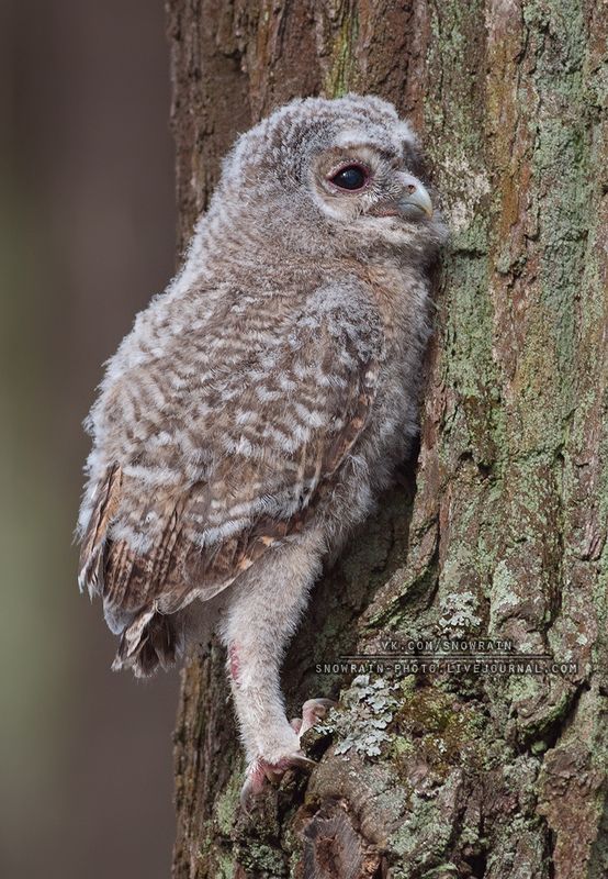 owl, wildlife, wildlife photography, анималистика, сова, фотоохота, birds, nature, птицы Птенец серой неясыти фото превью