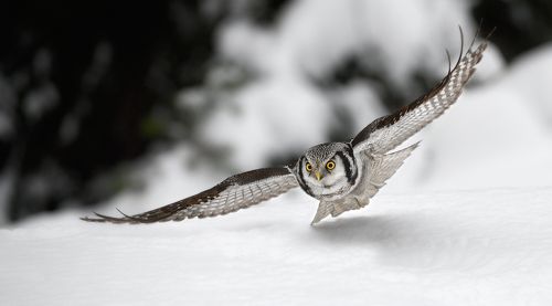 низколетающий охотник