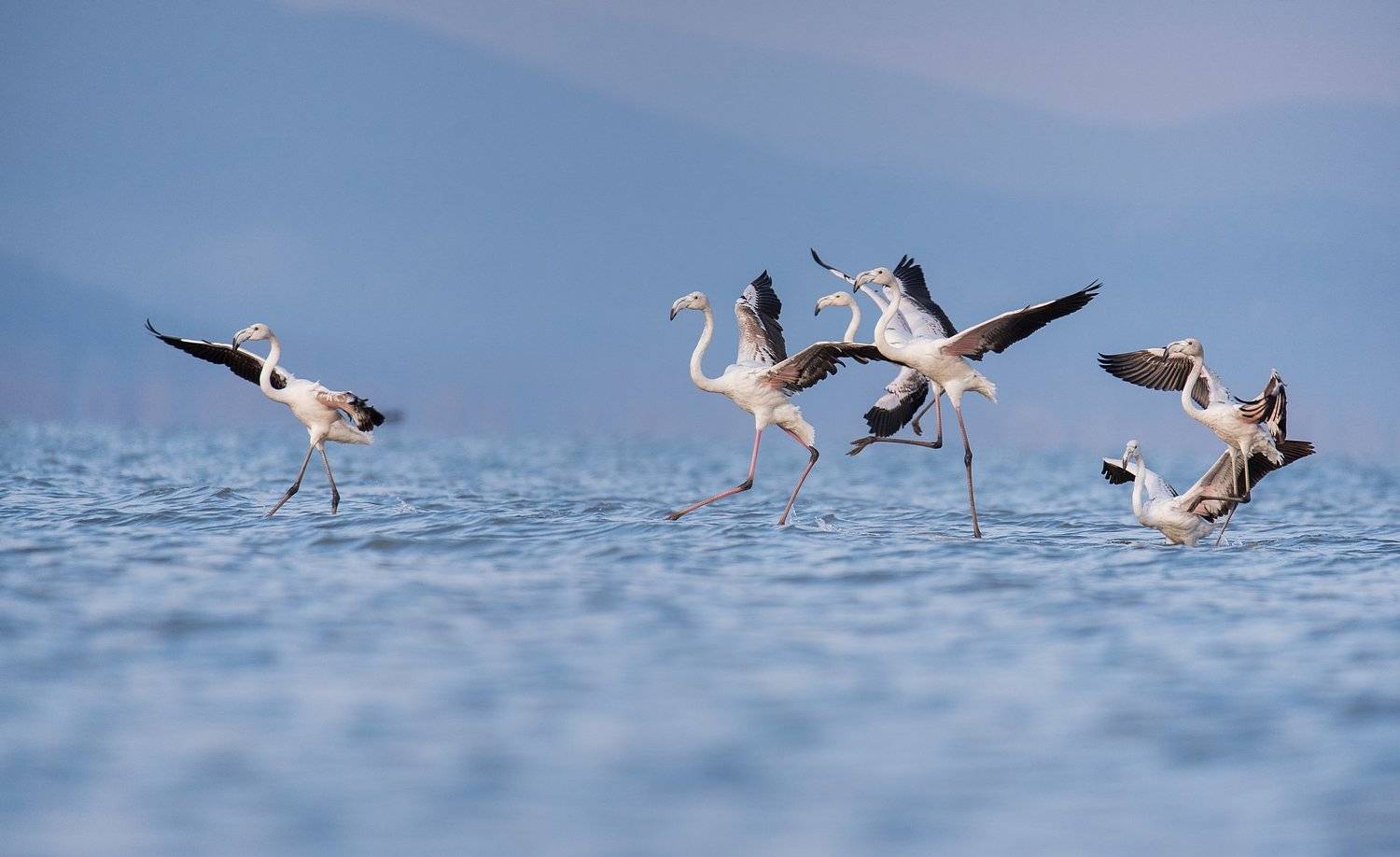 фламинго, Мартин Попов