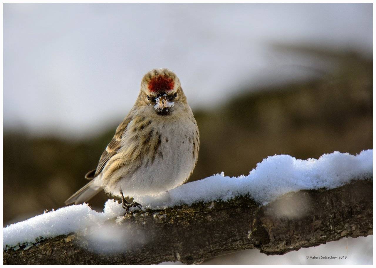 , Валерий Субачев