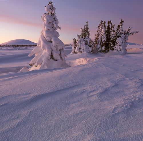 Королева со свитой