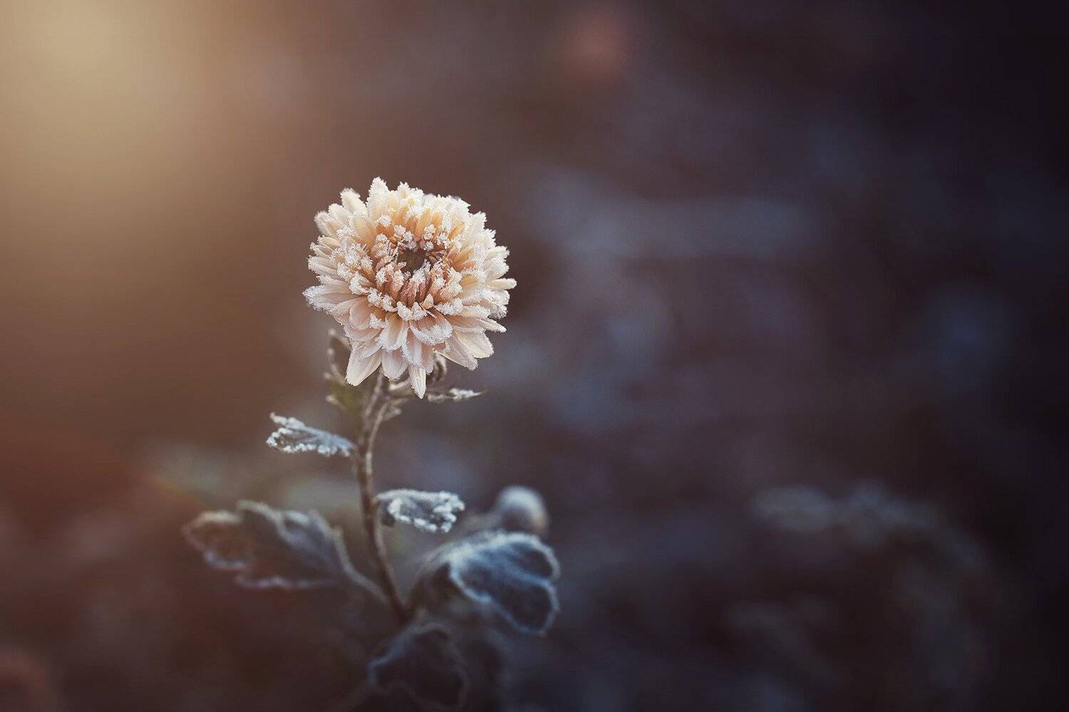 , Инна Сухова