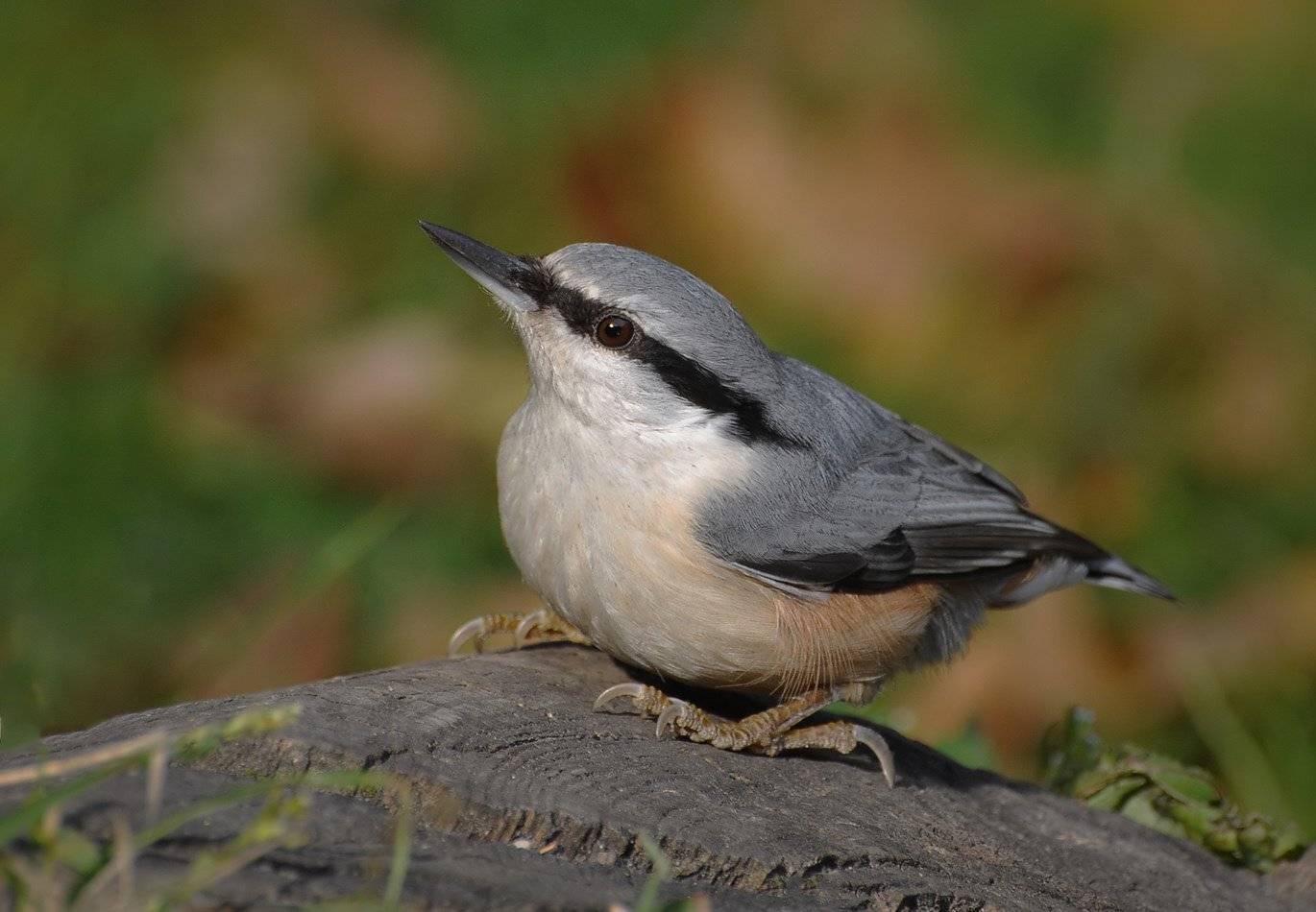 поползень, Андрей Медведев