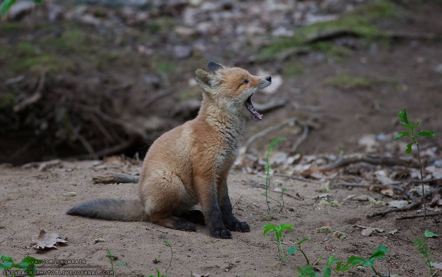лиса, фотоохота, анималистика, дикая природа, природа, лес, животные, nature, wildlife, fox, animal, wildlifephoto, Snowrain