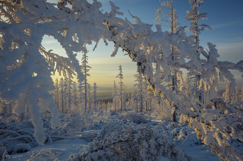 зима, снег, иней, природа, закат, мороз, холод, якутия, саха, нерюнгри Сахарный лес фото превью