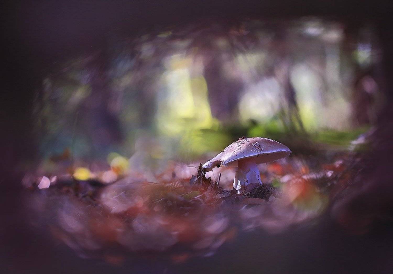 Гриб,осень,чаща., Виктор Шнайдер