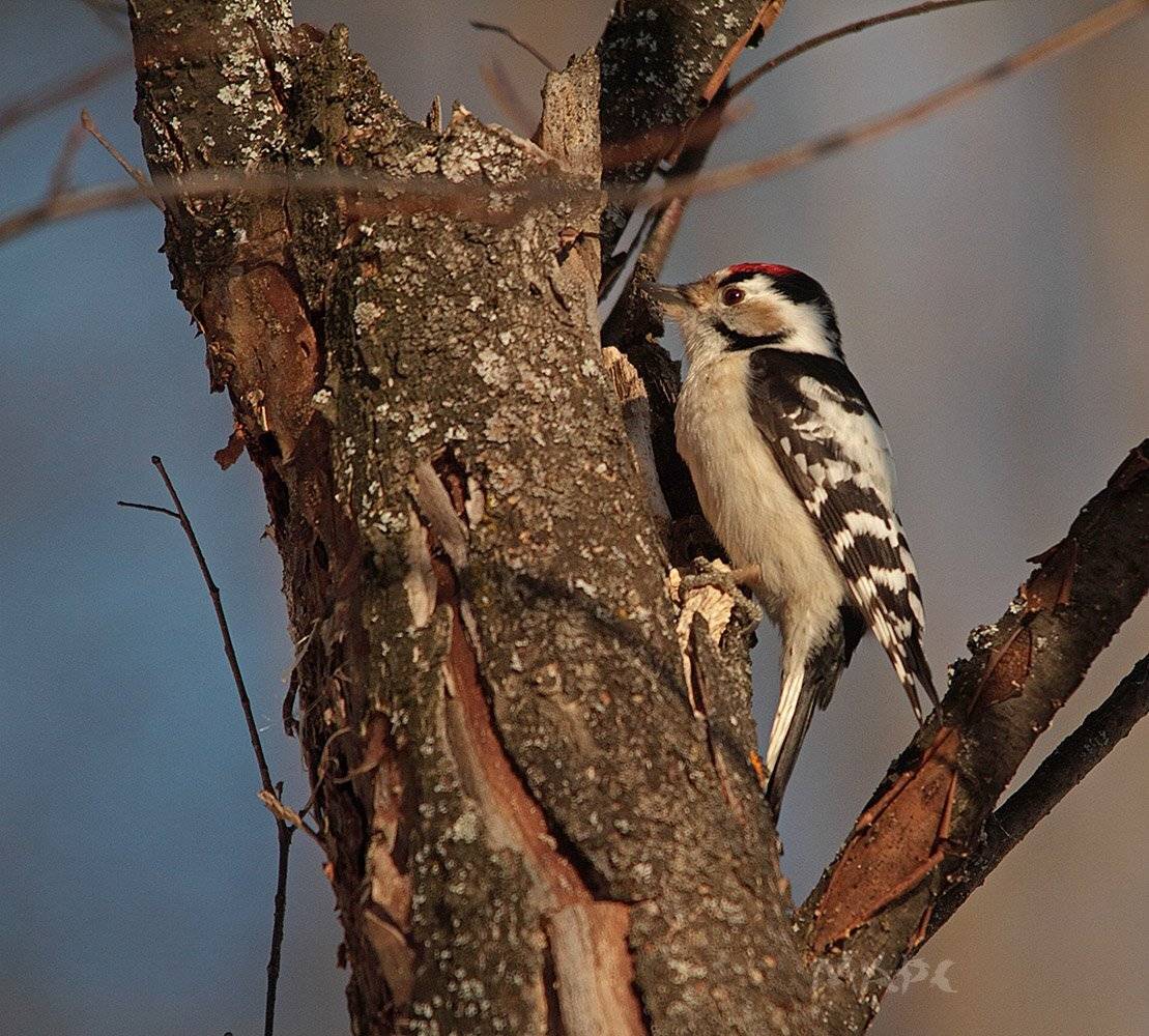 животные птицы пестрый малый, Шангареев Марс