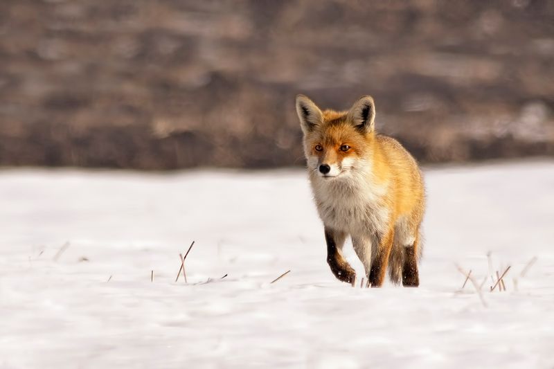 Лиса фото превью