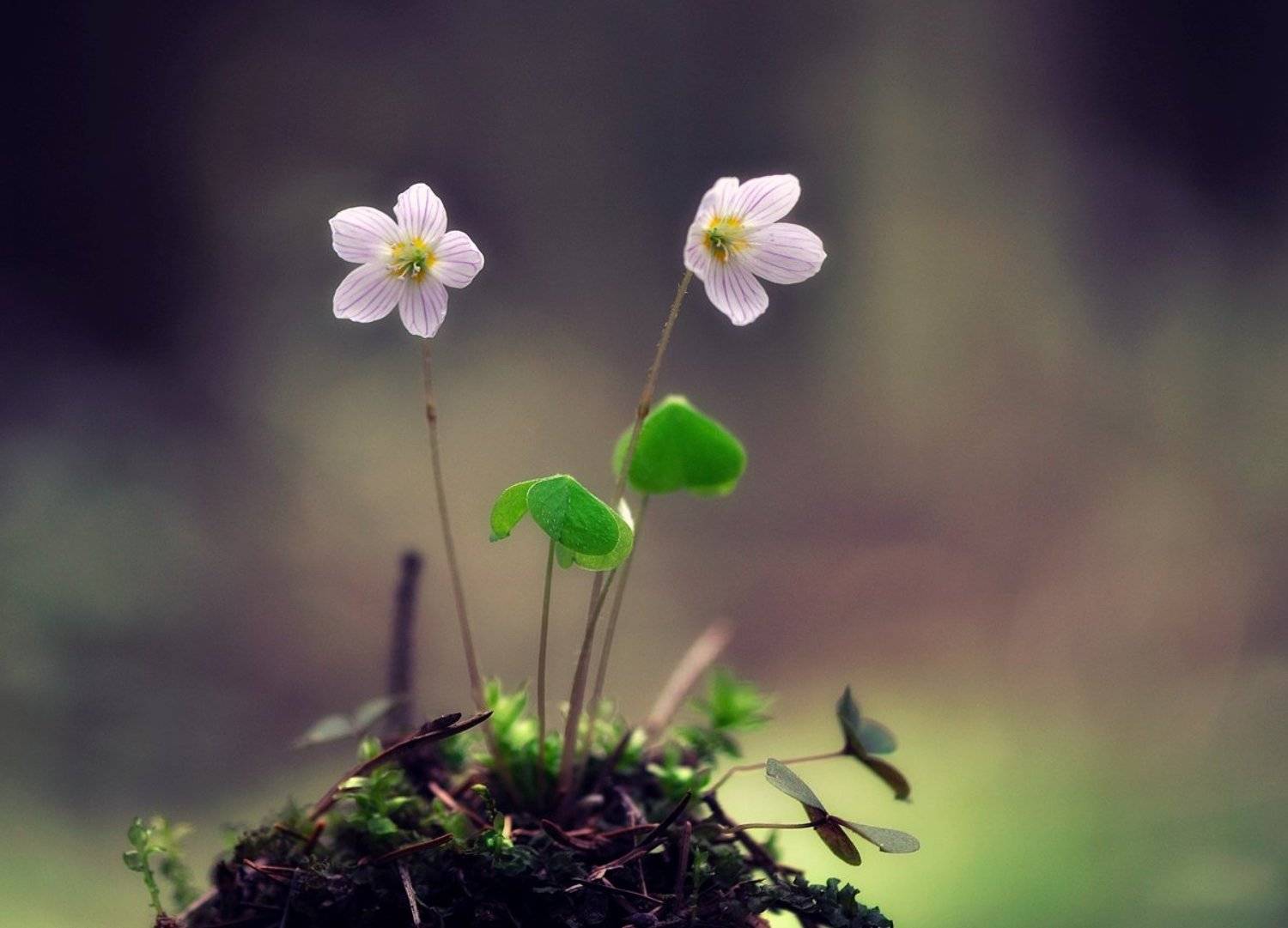 макро,лес,цветы,кислица, Наталия