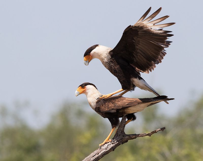 каракара, crested caracara, caracara, tx, texas Обыкновенная каракара  - Caracara couple mating. фото превью