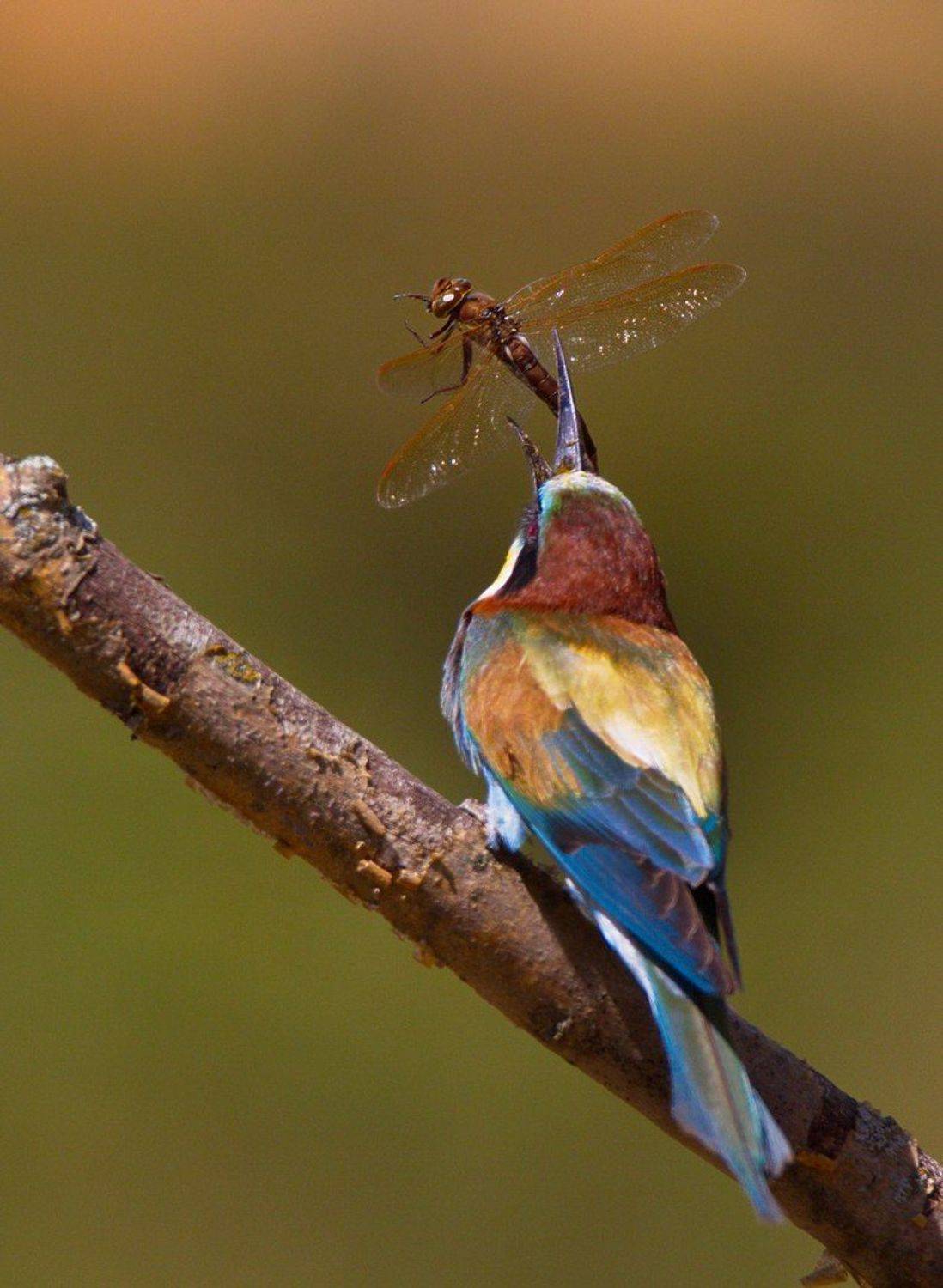 , Каранов Николай