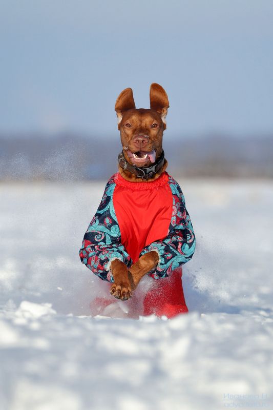 *** фото превью