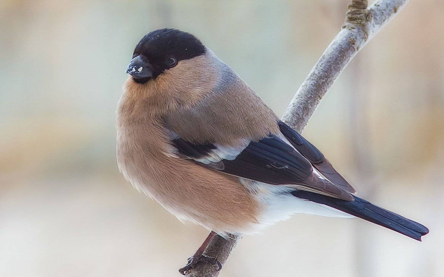 птицы,север,печора,коми,анималистика,снегирь,природа,фауна,снегарка,birds, north,pechora,komi, animalism,bullfinch, nature,fauna,snowflake,, Игорь Триер
