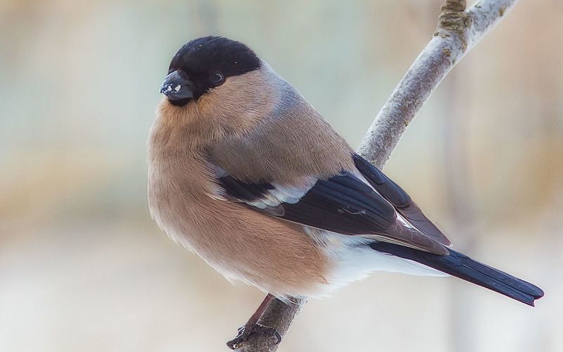 птицы,север,печора,коми,анималистика,снегирь,природа,фауна,снегарка,birds, north,pechora,komi, animalism,bullfinch, nature,fauna,snowflake, Снегарка – самка снегиря фото превью