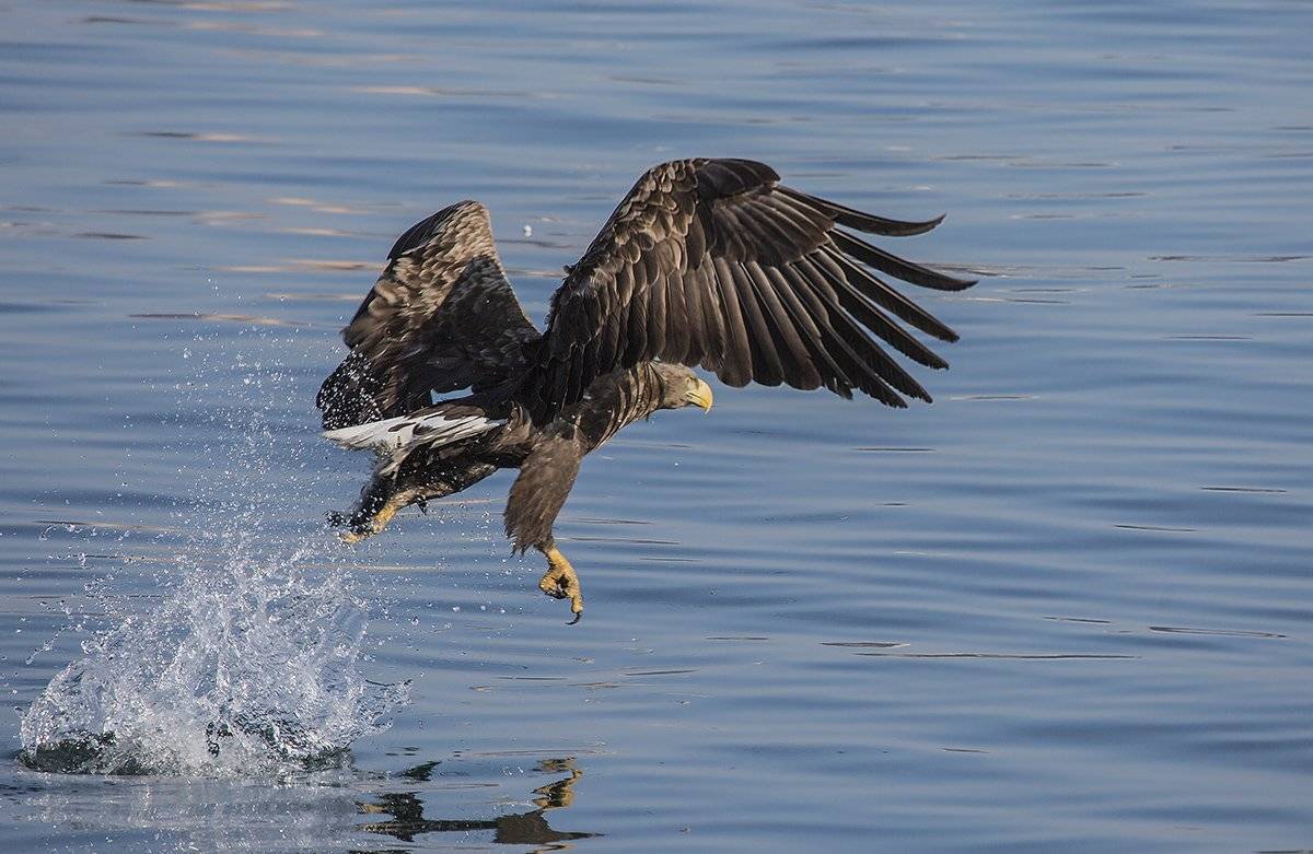 орлан белохвост владивосток, Евгений Слободской