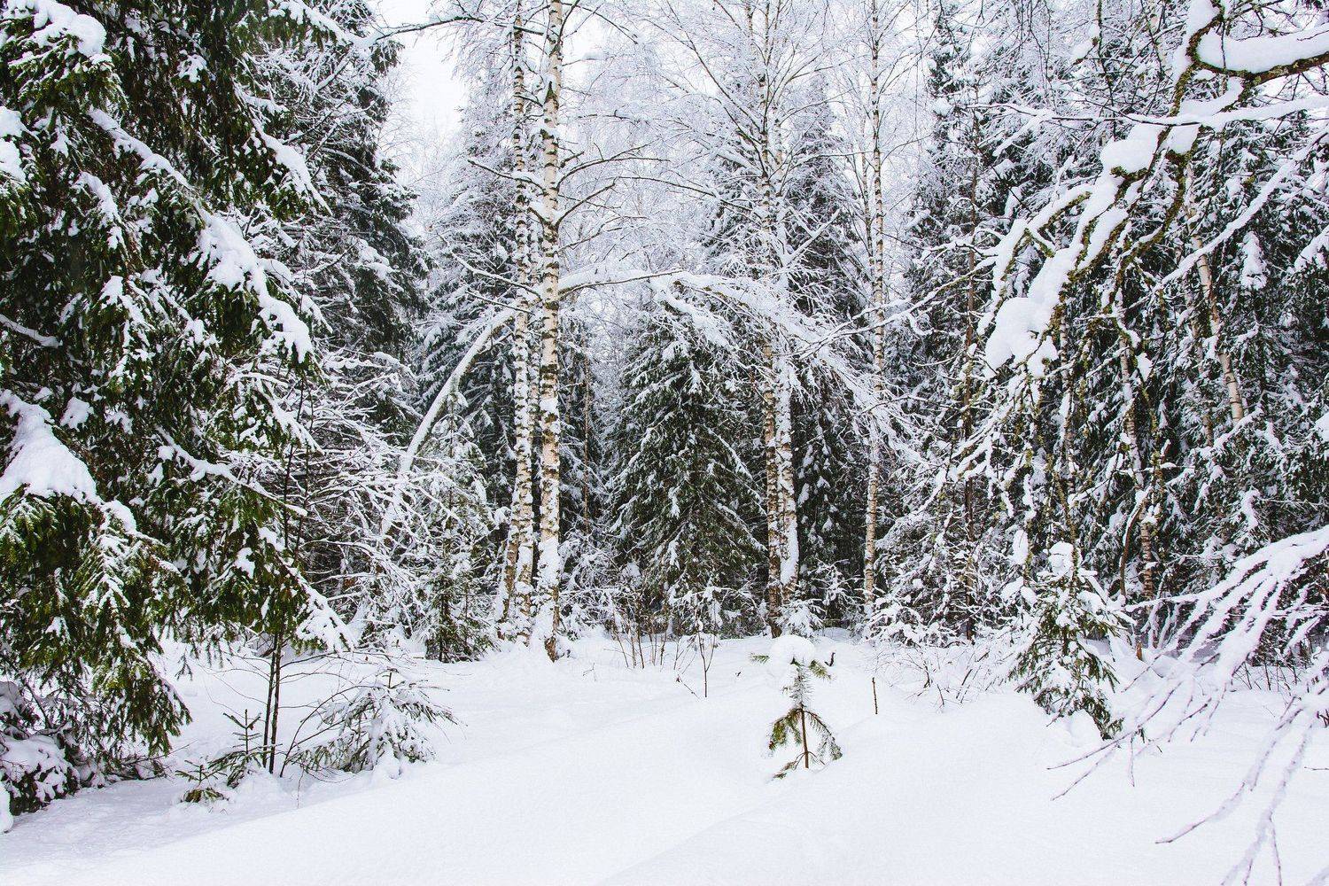 природа, пейзаж, зима, снег, деревья, лес, Василий Шумкин