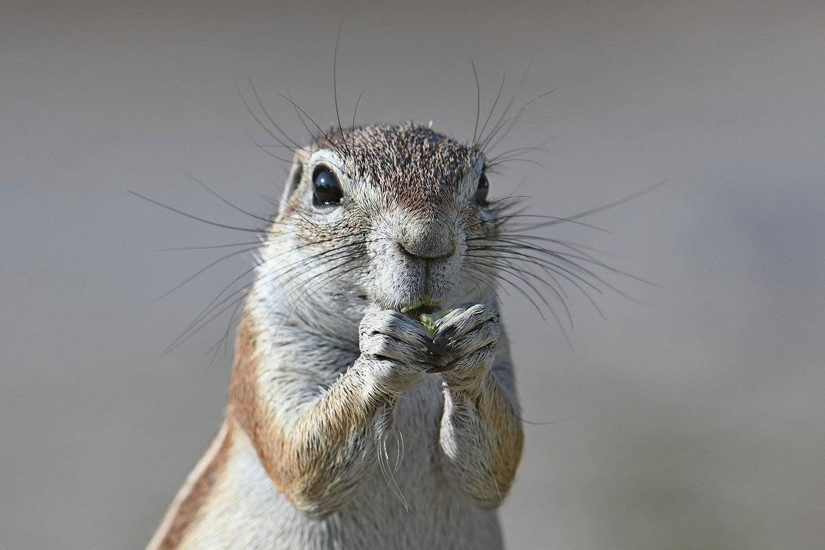 хрум, Александр Маркелов
