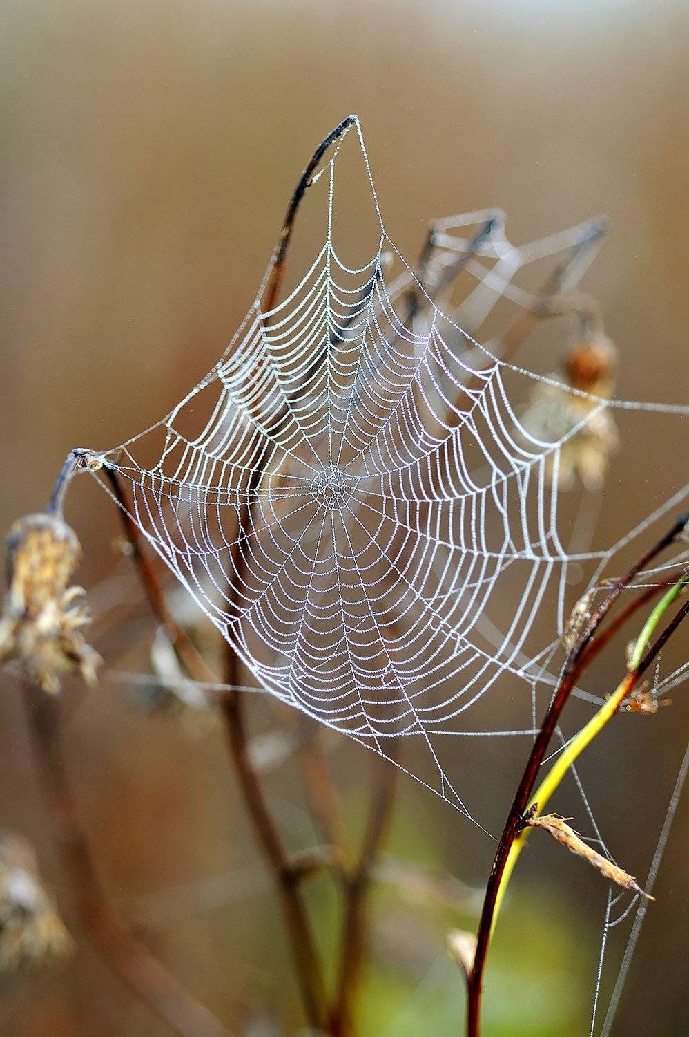 , Kantsyrenko Sergey