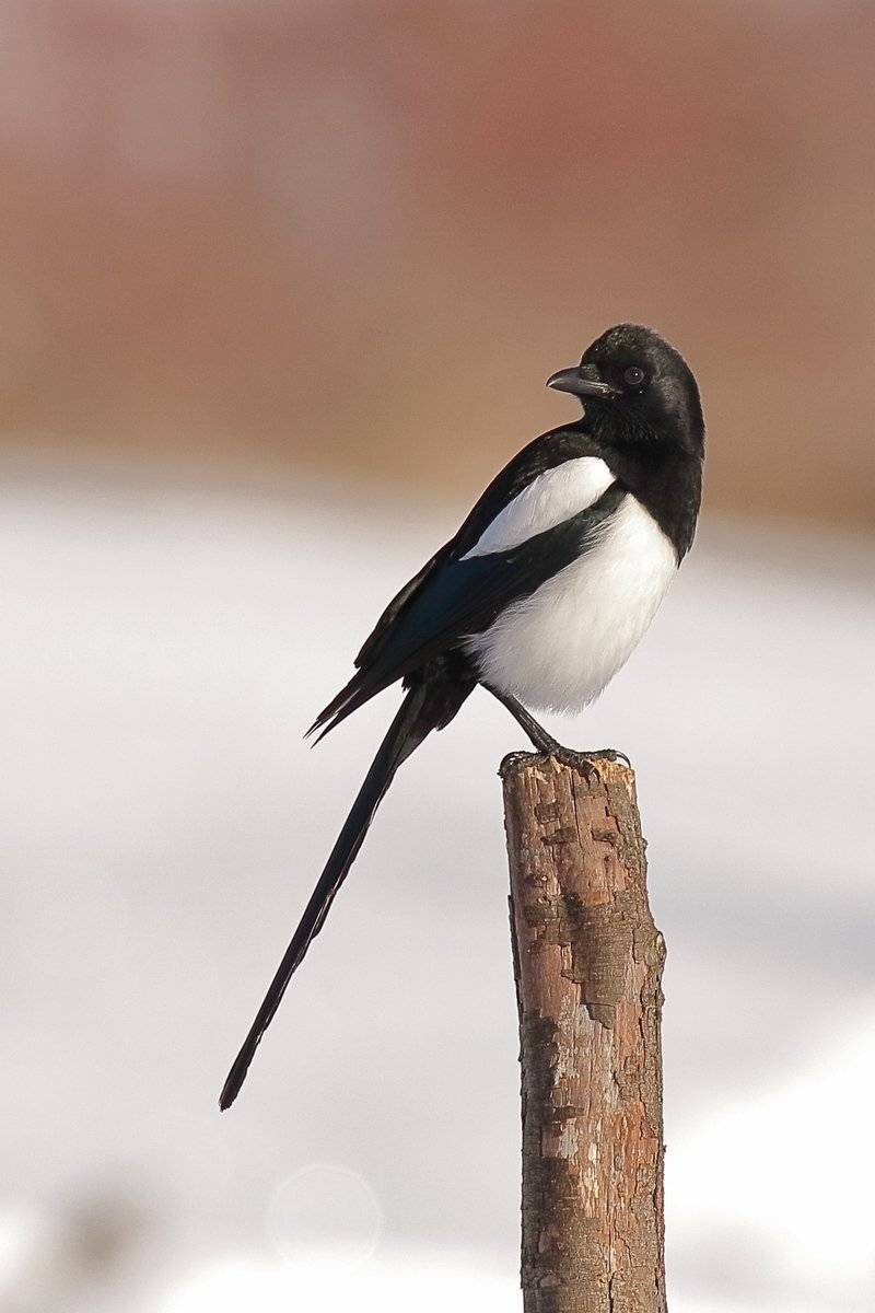 сорока, Георги Славов