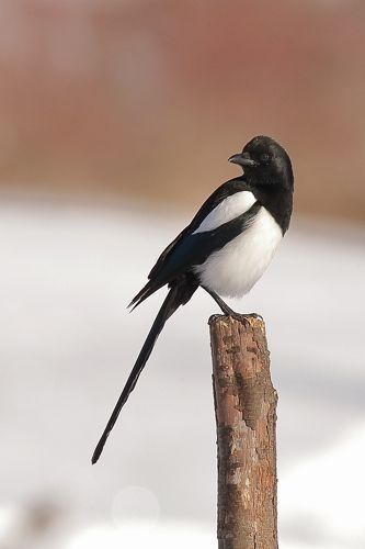 Любопытная сорока