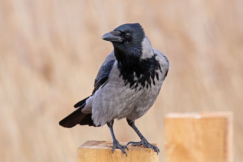 спой, светик, не, стыдись, crow, corvus cornix, серая, ворона, riga, latvia \