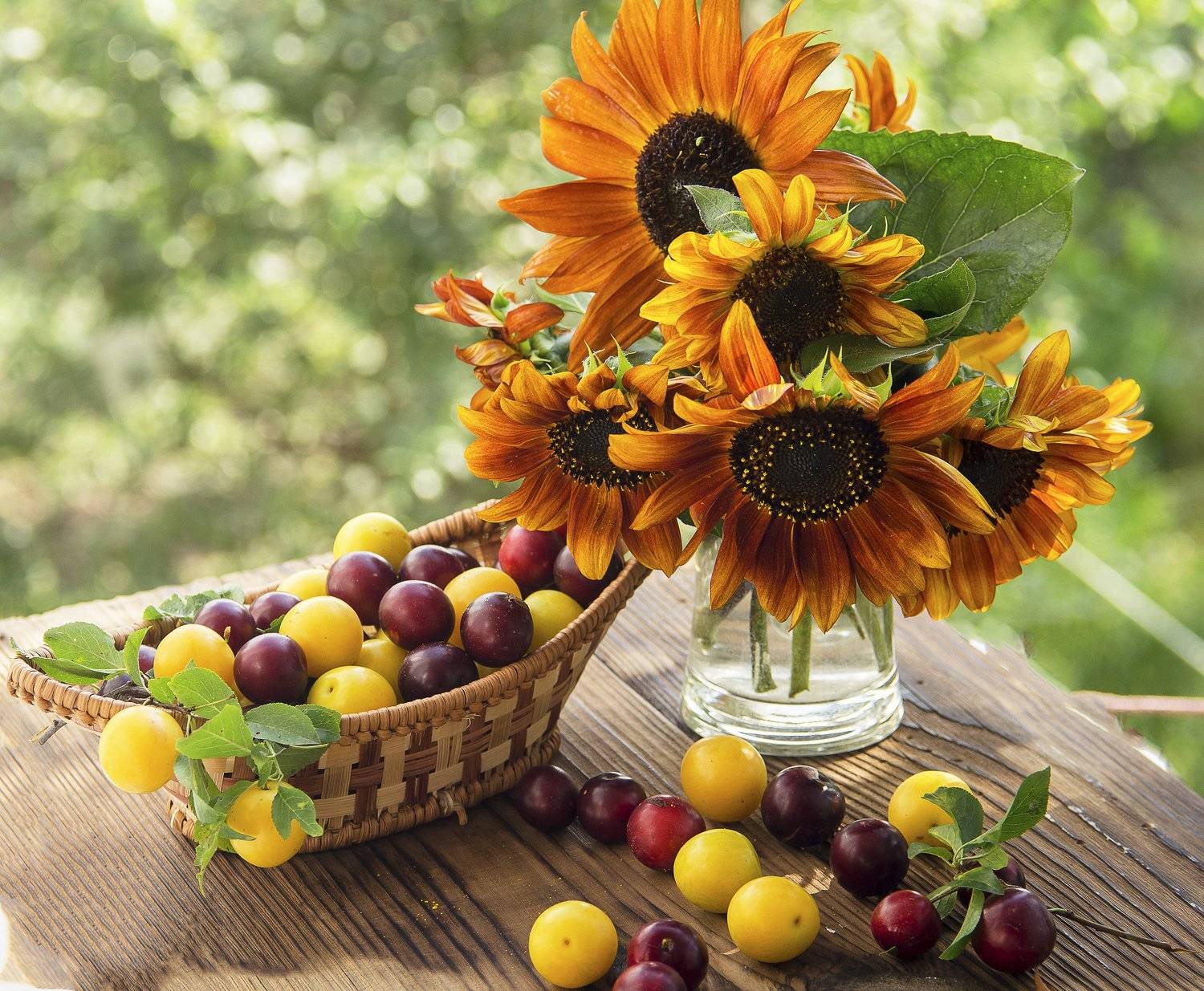 , Елена Вапняр