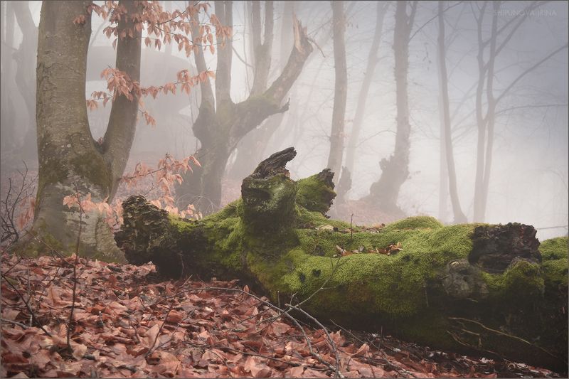 кбр, кизиловка, лес, туман, коряги, мох Про лесных чудищ фото превью