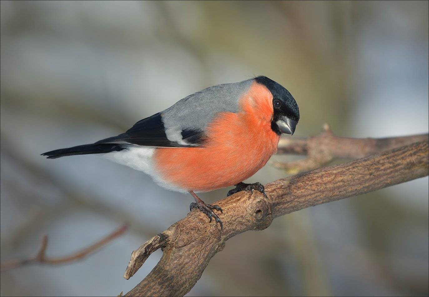 снегирь, Андрей Медведев
