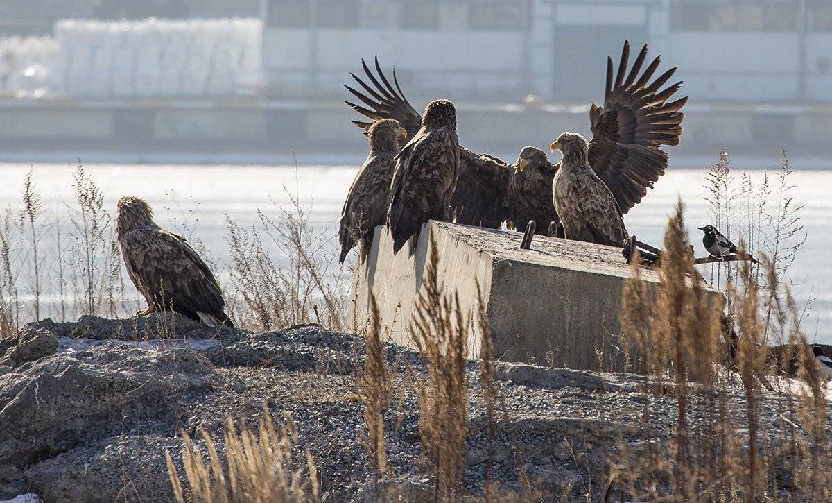 орлан белохвост владивосток, Евгений Слободской