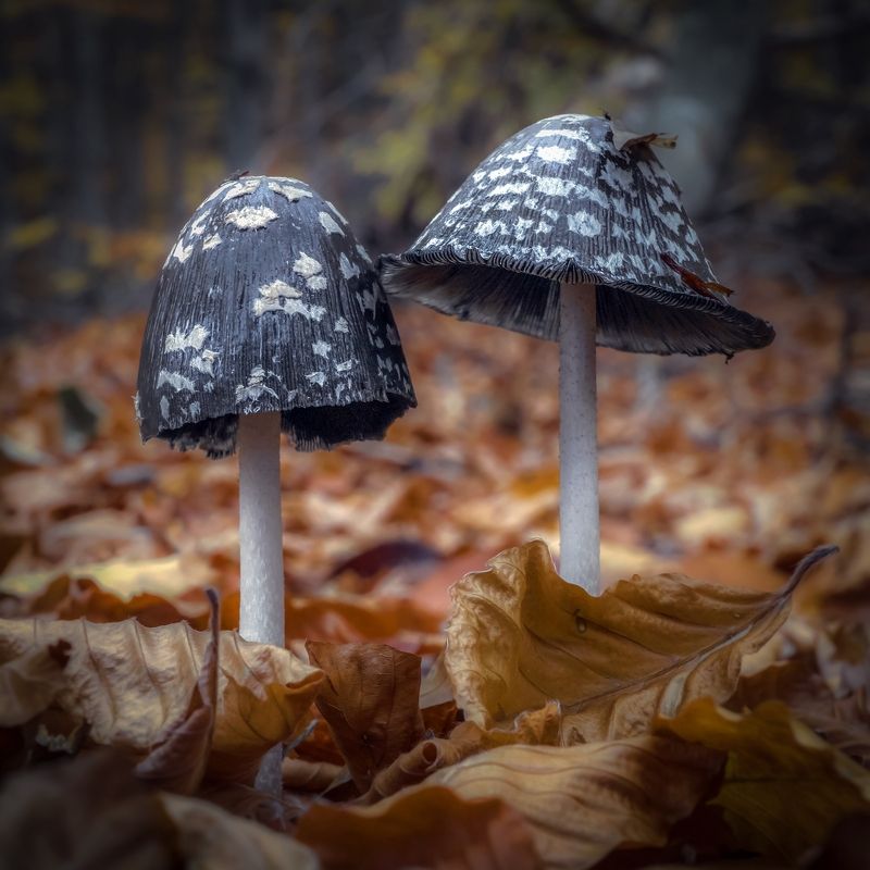 Барышня и хулиган фото превью