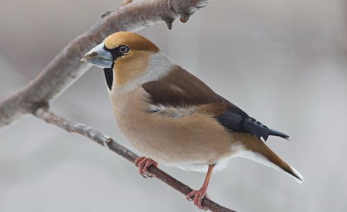 Обыкновенный дубонос
