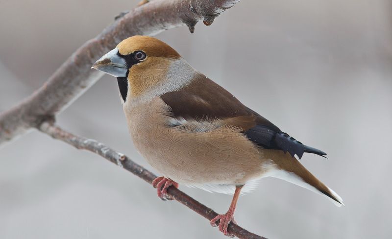 дубонос,птицы,север,печора,коми,анималистика,природа Обыкновенный дубонос фото превью