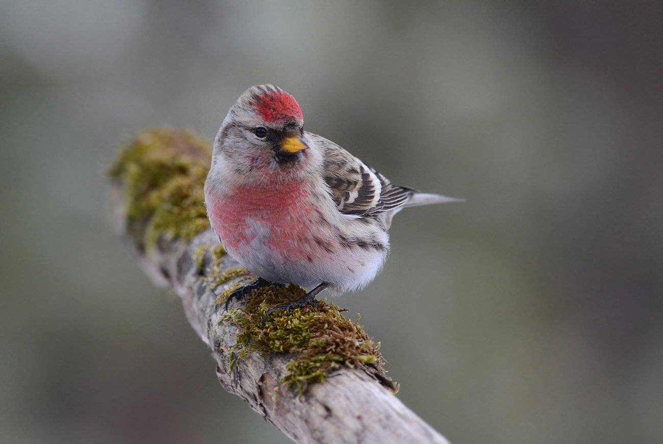 чечётка,самец,сук,бор,зима, Иван