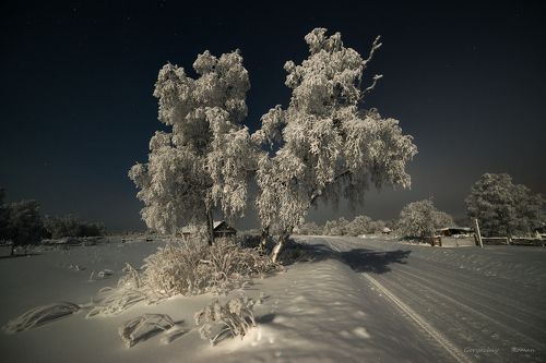 Белые берёзы.