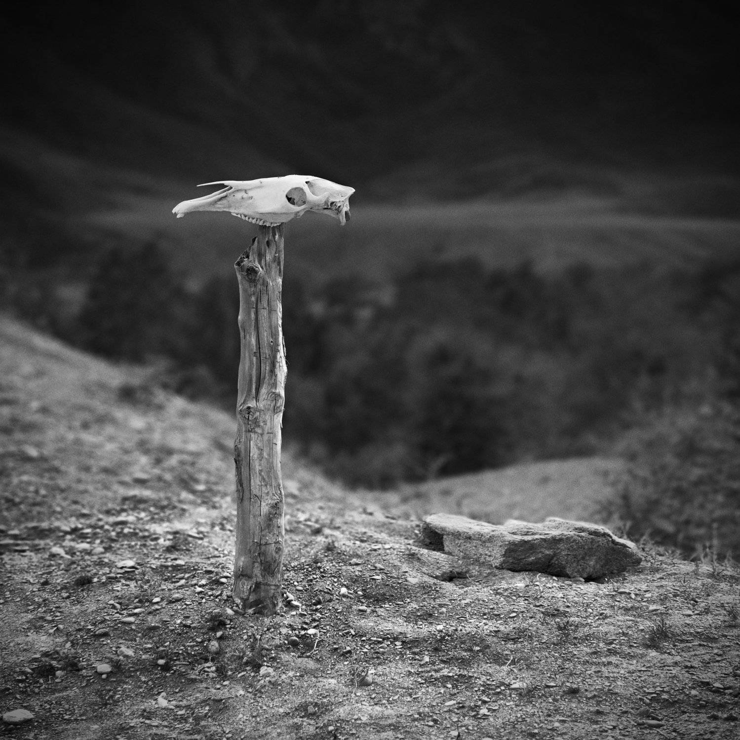 чб, пейзаж, столб, столбик, череп, тотем, городище, древнее, горы, Алтай, Катунь, Сибирь, камень, деревянный, Дмитрий Антипов