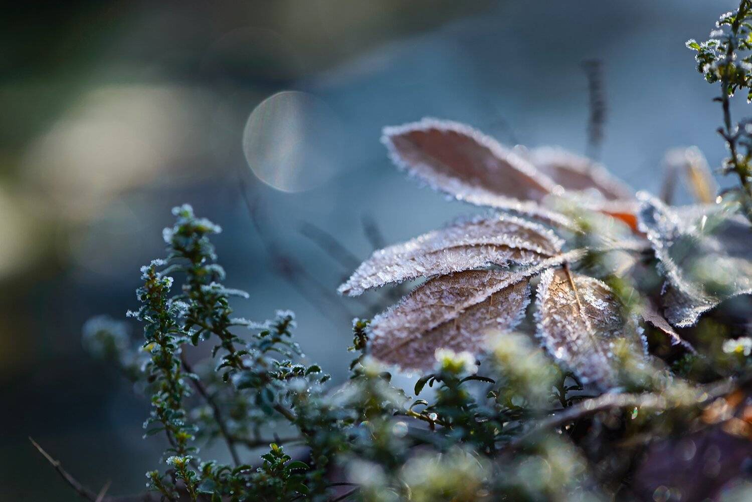 природа, макро, осень, опавший лист, иней, боке, Неля Рачкова