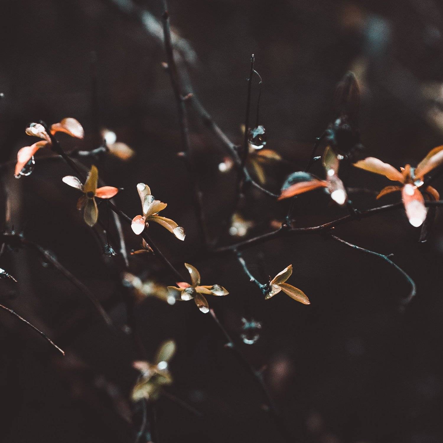 , Астрид Екатерина