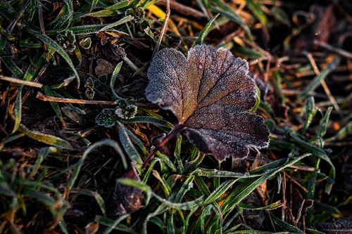 Frosty winter leaves