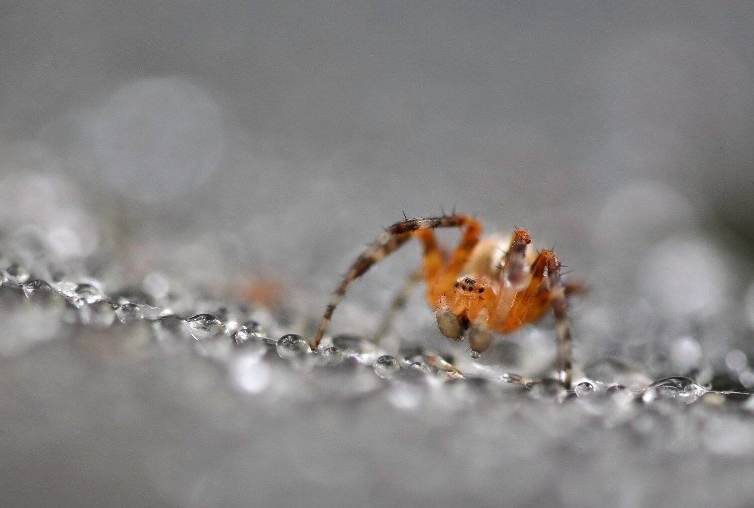 , Макеев Алексей