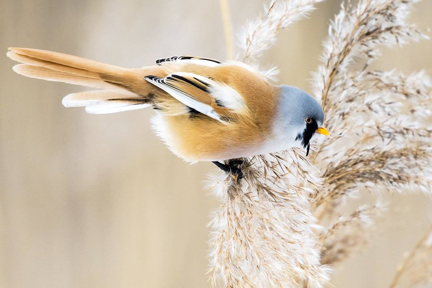 , Александр Абросимов